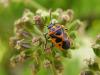 49650 – Photo : Cecile Bassaglia – France (01)
