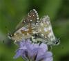 49944 – Photo : Pelouard – France (74)