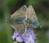 49947 – Photo : Pelouard – France (74)