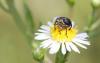 49634 – Photo : patrick derennes – France (77)