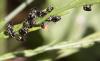 49356 – Photo : patrick derennes – France (94)