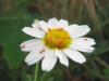 49426 – Photo : Mektoub – France (20)