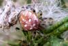 49341 – Photo : Jules d'Oc – France (48)