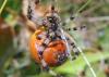 49711 – Photo : Jules d'Oc – France (48)
