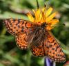 49881 – Photo : Pelouard – France (74)