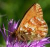 49932 – Photo : Pelouard – France (74)