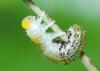 49871 – Photo : Eric Dufrene – France (91)
