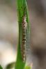 49791 – Photo : Vincent Derreumaux – France (84)