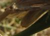 49444 – Photo : gyps – France (38)