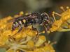 49846 – Photo : Jean-Yves CRETIN – France (25)
