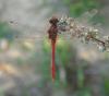 Sympetrum sanguineum