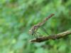 Sympetrum striolatum