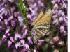 49625 – Photo : fabian constant – Belgique