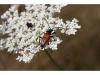 Stictoleptura cordigera