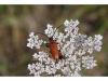 Stictoleptura rubra
