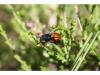 49548 – Photo : fabian constant – Belgique