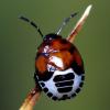 49246 – Photo : Vincent Derreumaux – France (11)