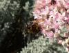 Philanthus triangulum