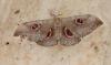 49723 – Photo : OCIS – Sénégal
