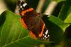 49266 – Photo : Dupras – France (21)