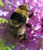 49741 – Photo : Seb73 – France (05)