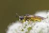 49549 – Photo : Marc Solari – France (68)
