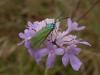49588 – Photo : Pascal FICHOT – France (68)