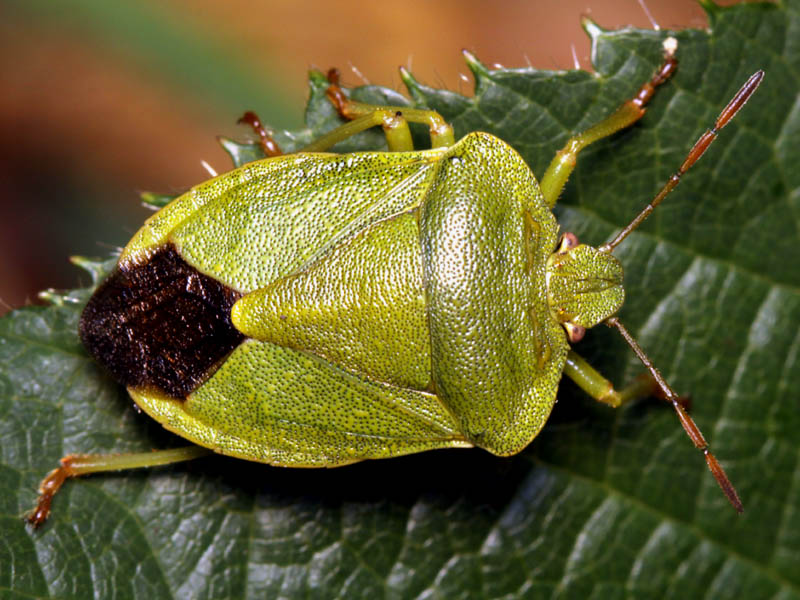 Vincent Derreumaux - Palomena viridissima - réf. 49911 (800 x 600 pixels, 121 ko)