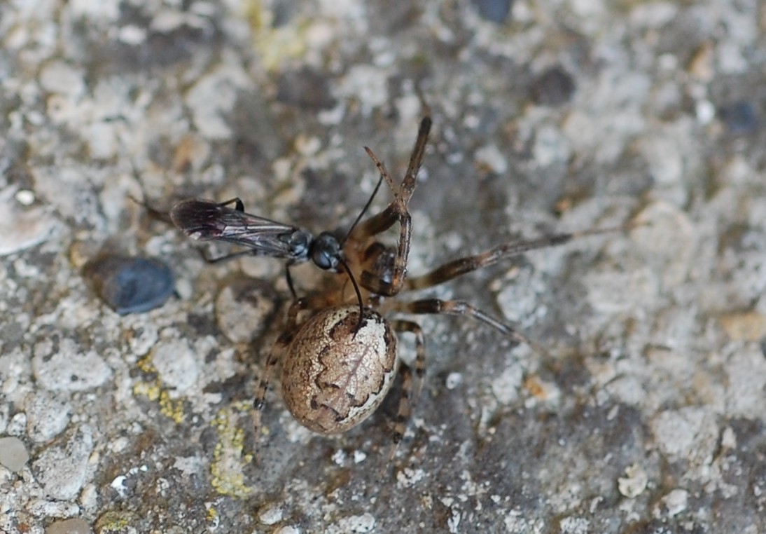Faunedelaisne - Agenioideus (Agenioideus) sericeus - réf. 49985 (1094 x 762 pixels, 170 ko)