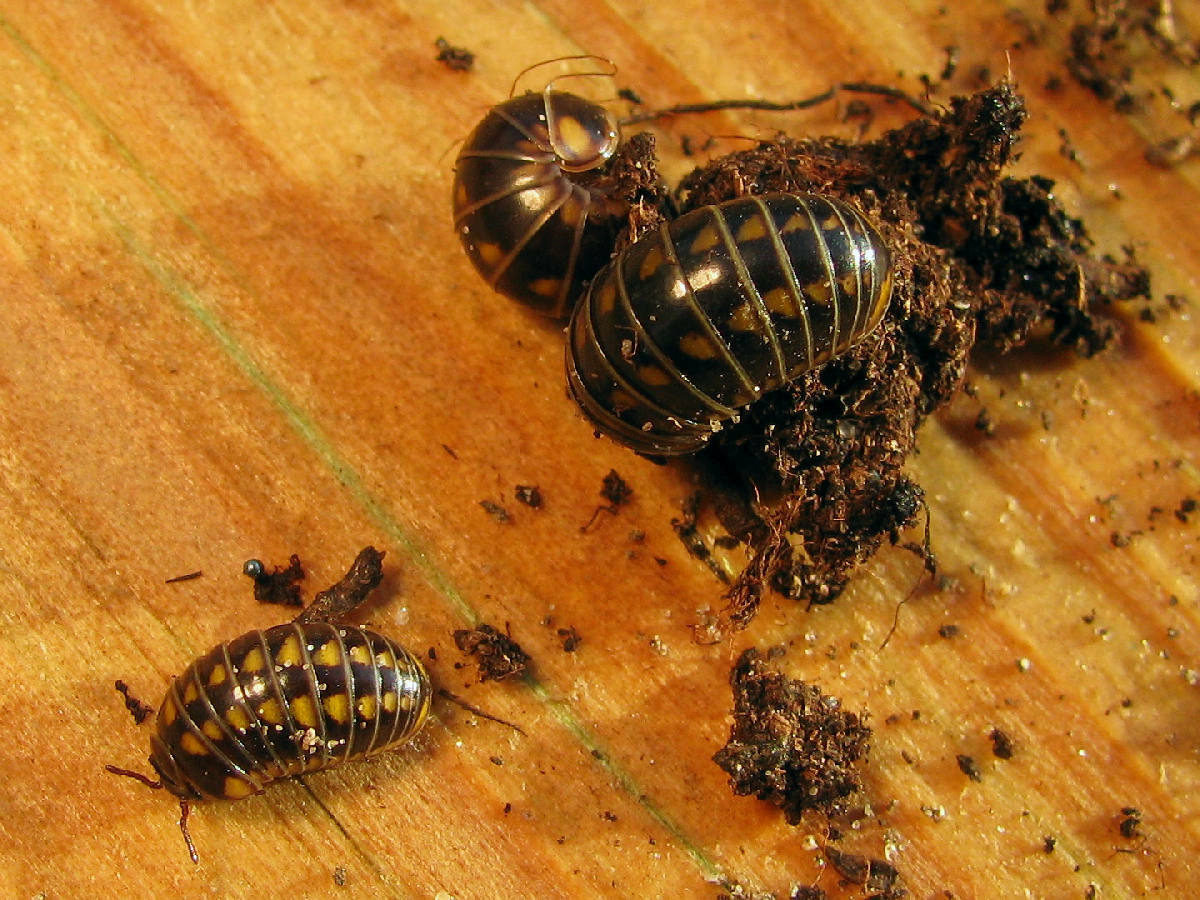 Réf. 49225 — DIPLOPODA > Glomerida > Glomeridae > Glomeris helvetica