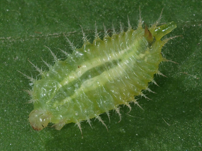 Bernard BOHER - Cassida (Odontionycha) viridis - réf. 49748 (800 x 600 pixels, 127 ko)