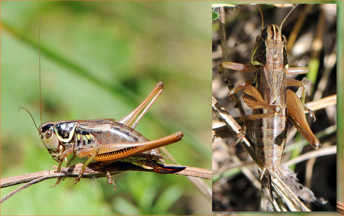 Fred Chevaillot - Roeseliana roeselii - réf. 49978 (1200 x 755 pixels, 209 ko)
