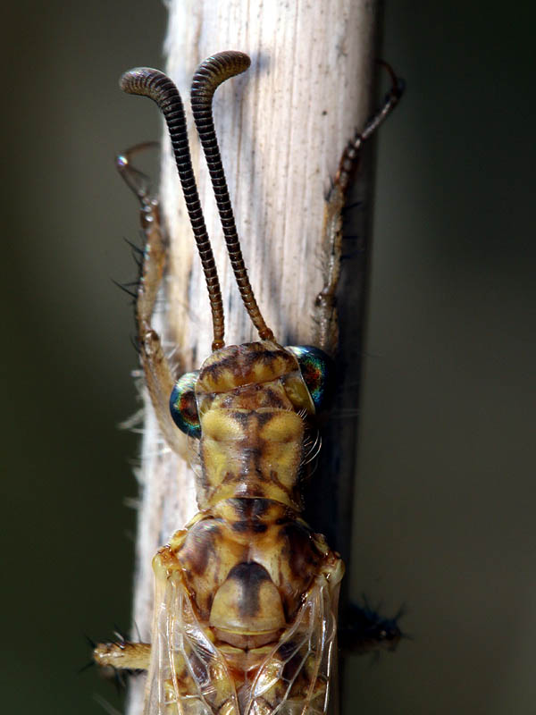 Vincent Derreumaux - Creoleon lugdunensis - réf. 49824 (600 x 800 pixels, 73 ko)