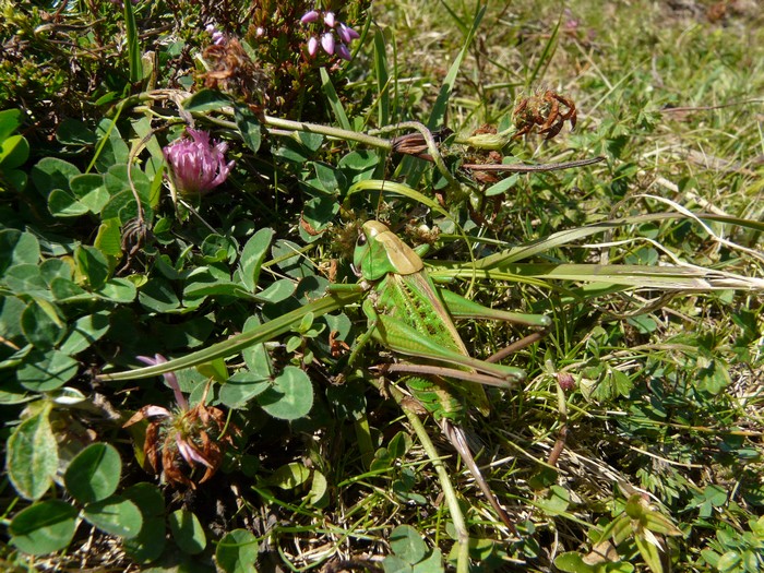 Jean-Jacques Laffitte - Decticus verrucivorus verrucivorus - réf. 49768 (700 x 525 pixels, 216 ko)