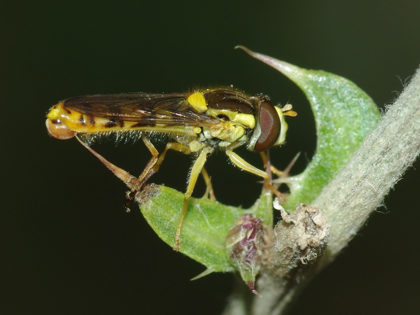 Bernadette Cassel - Sphaerophoria sp. - réf. 49111 (1406 x 1054 pixels, 216 ko)