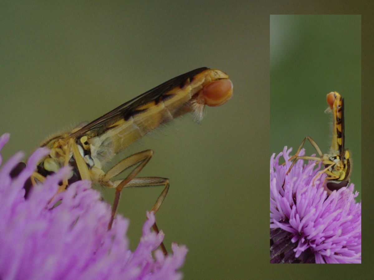 Bernadette Cassel - Sphaerophoria sp. - réf. 49153 (1200 x 900 pixels, 216 ko)