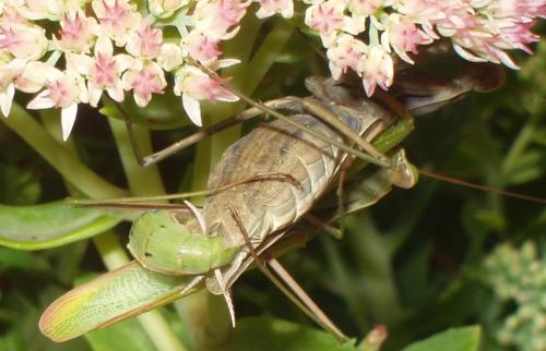 Mantis religiosa
