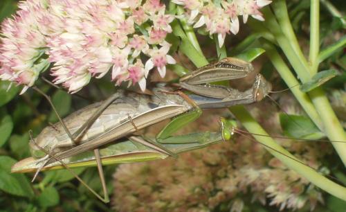 Réf. 5 089 : Mantis religiosa