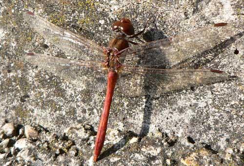 Sympetrum meridionale