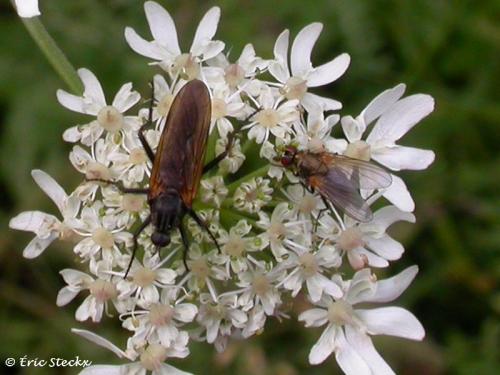 Réf. 5 789 : Empis sp.