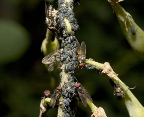 Réf. 5 553 : Aphis fabae