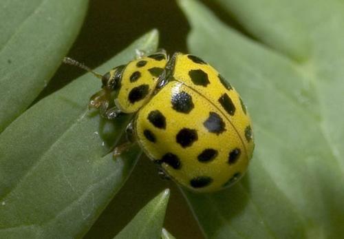 Réf. 5 551 : Psyllobora vigintiduopunctata
