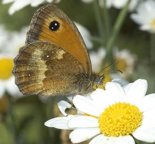 Réf. 5 554 : Pyronia tithonus
