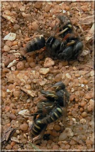 Oxybelus sp.