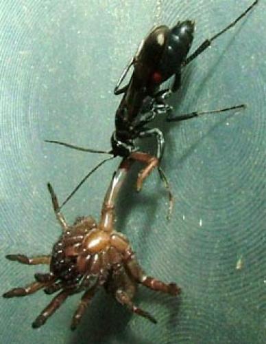 Priocnemis sp.