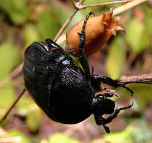 Réf. 5 920 : Netocia morio
