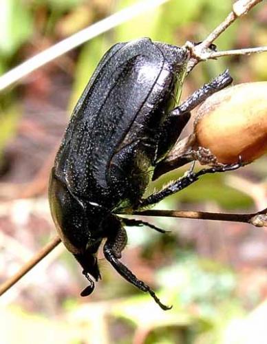 Réf. 5 921 : Netocia morio
