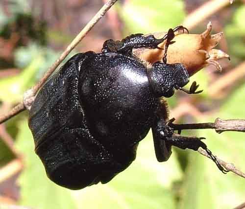 Réf. 5 922 : Netocia morio