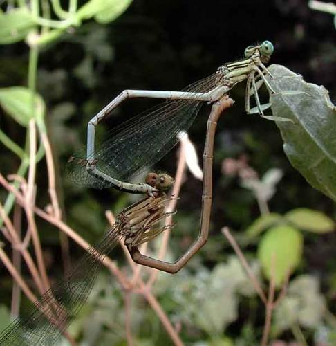 Platycnemis latipes
