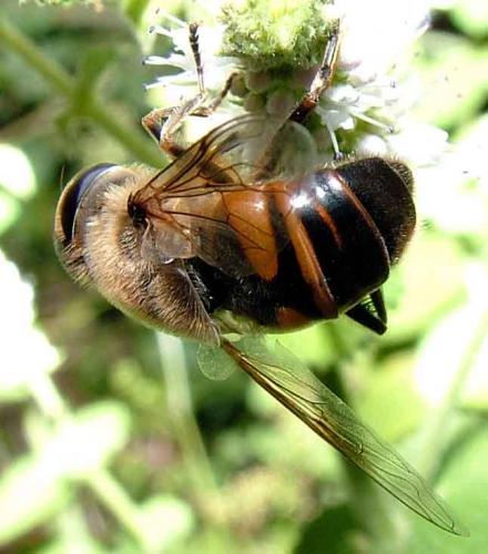 Eristalis tenax